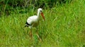 White stork hunting for grasshoppers Royalty Free Stock Photo