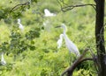 The white stork is hunting in the jungle. Royalty Free Stock Photo