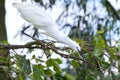 The white stork is hunting in the jungle. Royalty Free Stock Photo