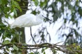 The white stork is hunting in the jungle. Royalty Free Stock Photo