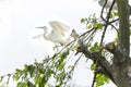 The white stork is hunting in the jungle. Royalty Free Stock Photo