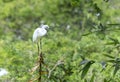 The white stork is hunting in the jungle. Royalty Free Stock Photo