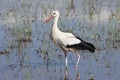White Stork hunting Royalty Free Stock Photo