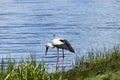 White stork is hunting on the river bank