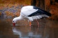White stork hunting in the water at autumn. Royalty Free Stock Photo