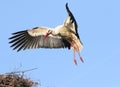 White Stork Incoming, Landing on the Nest Royalty Free Stock Photo