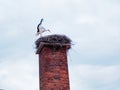White stork landing on nest on a brick chimney