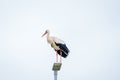 White stork on lantern pole Royalty Free Stock Photo
