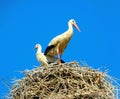 stork in the nest in a church Royalty Free Stock Photo