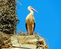 stork in the nest in a church Royalty Free Stock Photo