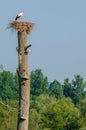 White stork on a large nest on top of a large tree