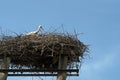 Stork in the nest on a wooden pole power line on the blue sky