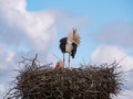 A white stork looks towards the camera with its neck back while its partner incubates an egg during the winter