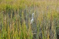 White Stork Marsh Tall Green Grass