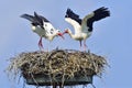 White stork mating time