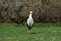 White Stork on the meadow Royalty Free Stock Photo