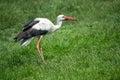 White stork in the meadow with a bug in the bill - national park Neusiedlersee Seewinkel Burgenland Royalty Free Stock Photo