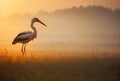 White stork in misty meadow in summer morning, generative ai