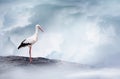 White stork on a mountain rock in the cloudy sky.