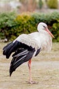 White stork in natural habitat walking and searching for food, Poplar tree forest flood area on river side, rear stork view, Royalty Free Stock Photo