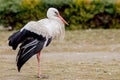White stork in natural habitat walking and searching for food, Poplar tree forest flood area on river side, rear stork view, Royalty Free Stock Photo