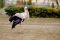 White stork in natural habitat walking and searching for food, Poplar tree forest flood area on river side, rear stork view, Royalty Free Stock Photo