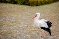 White stork in natural habitat walking and searching for food, Poplar tree forest flood area on river side, rear stork view, Royalty Free Stock Photo