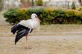 White stork in natural habitat walking and searching for food, Poplar tree forest flood area on river side, rear stork view, Royalty Free Stock Photo