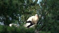 White stork in nest