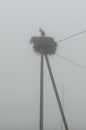 White stork in the nest ar early fogy morning