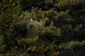 White stork nest in big pine tree, France. Spring nesting season in dark green vegetation, white stork, Wildlife nature, bird in Royalty Free Stock Photo