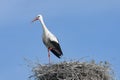 White stork in the nest close-up Royalty Free Stock Photo