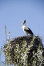 White stork Royalty Free Stock Photo