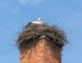 White stork in the nest .