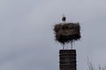 White stork in a nest on a chimney Royalty Free Stock Photo