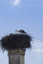 White stork nest Royalty Free Stock Photo