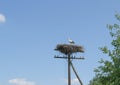 White stork on the nest at the electric pole Royalty Free Stock Photo