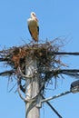 White stork nest on electric pole Royalty Free Stock Photo