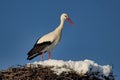 White Stork in nest, Guadarrama National Park, Spain Royalty Free Stock Photo