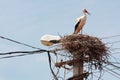 White stork nest on a light pole in Romania Royalty Free Stock Photo