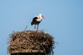 White stork on nest made of twigs