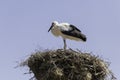 White Stork in the nest