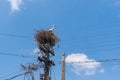 White stork nest on an old electricity pole Royalty Free Stock Photo