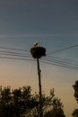 White Stork nest on a pole Royalty Free Stock Photo