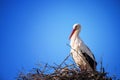 White stork in the nest. Storks against the blue sky