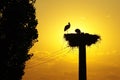 White Stork nest in the sunset Royalty Free Stock Photo