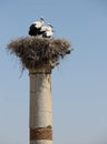 White Stork Nest Royalty Free Stock Photo