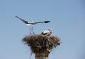 White Stork Nest Royalty Free Stock Photo