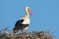 White stork nesting Royalty Free Stock Photo