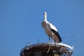 The white stork nesting on the brake castel Royalty Free Stock Photo